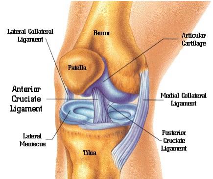 כאבים ברגליים - מבנה הברך