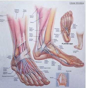 מבנה כפות הרגליים - טיפול בכאבים