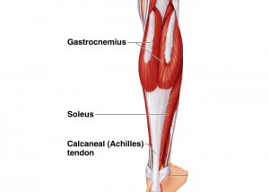 מבנה שרירי השוק בגוף האדם